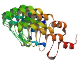 Ankyrin Repeat Domain Protein 16 (ANKRD16)