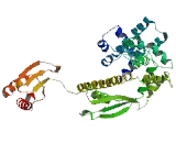 Ankyrin Repeat Domain Protein 30B (ANKRD30B)