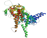 Ankyrin Repeat Domain Protein 36B (ANKRD36B)