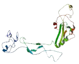 Anoctamin 1 (ANO1)