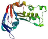 Antigen Peptide Transporter 2 (TAP2)