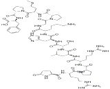 Apelin 12 (AP12)