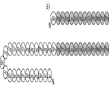 Apelin 13 (AP13)