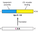 Apolipoprotein <b>B100</b> (APO<b>B100</b>)