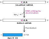 Apolipoprotein B48 (APOB48)