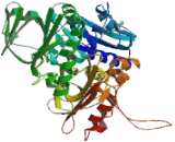 Apoptosis Inducing Factor (AIF)