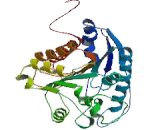 Arginase (ARG)