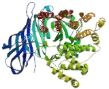 Aminopeptidase B (RNPEP)