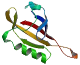 Aryl Hydrocarbon Receptor Nuclear Translocator (ARNT)