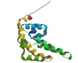 Axis Inhibition Protein (AXIN)