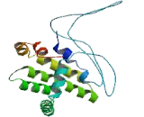 B-Cell Leukemia/Lymphoma 2 (Bcl2)