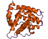 Bcl2 Associated Death Promoter (BAD)