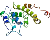 Bcl2 Modifying Factor (BMF)