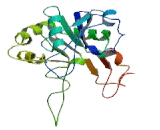 Beta-1,3-Galactosyltransferase 5 (b3GALT5)