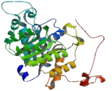 Betaine Homocysteine Methyltransferase (BHMT)