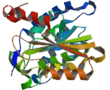 Bone Marrow Stromal Cell Antigen 1 (BST1)