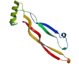 Bone Morphogenetic Protein 6 (BMP6)