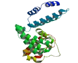 Bone Sialoprotein (BSP)