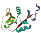 C-Type Lectin Domain Family 4, Member K (CLEC4K)