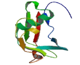 CD163 Molecule Like Protein 1 (CD163L1)