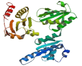 Calsequestrin (CASQ)