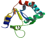 Carbamoyl Phosphate Synthase 1, Mitochondrial (CPS1)