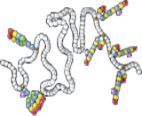 Carbohydrate Deficient Transferrin (CDT)