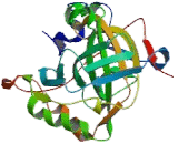 Carbonic Anhydrase III, Muscle Specific (CA3)