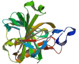 Carbonic Anhydrase VIII (CA8)