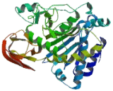 Carboxypeptidase E (CPE)