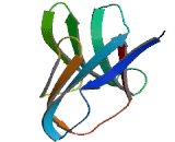 Carcinoembryonic Antigen Related Cell Adhesion Molecule 19 (CEACAM19)