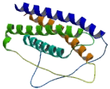 Cardiotrophin 1 (CT1)