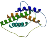 Cardiotrophin Like Cytokine Factor 1 (CLCF1)