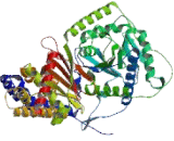 Carnitine Acetyltransferase (CRAT)