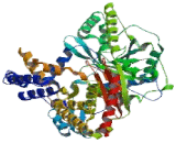 Carnitine Palmitoyltransferase 2, Mitochondrial (CPT2)