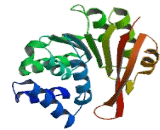 Catechol-O-Methyltransferase (COMT)