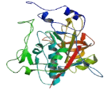 Cathepsin B (CTSB)