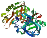 Cathepsin E (CTSE)