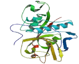 Cathepsin Z (CTSZ)