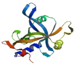 Cellular Repressor Of E1A Stimulated Genes 1 (CREG1)