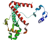 Centromere Protein F (CENPF)