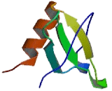 Chemokine C-C-Motif Ligand 14 (CCL14)