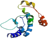 Chemokine C-C-Motif Receptor 10 (CCR10)