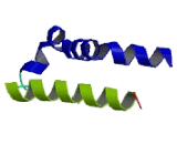 Chemokine Like Factor (CKLF)