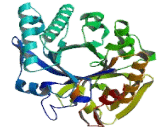 Chitinase 1 (CHIT1)