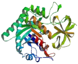 Chitinase 3 Like Protein 2 (CHI3L2)