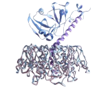 Cholera Toxin (CT)