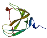 Chorionic Gonadotropin Beta Polypeptide (CGb)