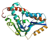 Chromodomain Protein, Y Like Protein (CDYL)