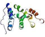 Chromosome 10 Open Reading Frame 82 (C10orf82)